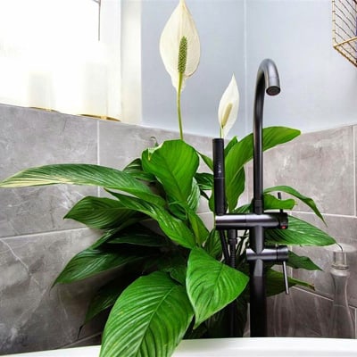 Spathiphyllum cochlearispathum