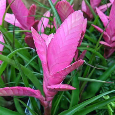 Pink Quill Plant