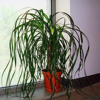 Ponytail Palm