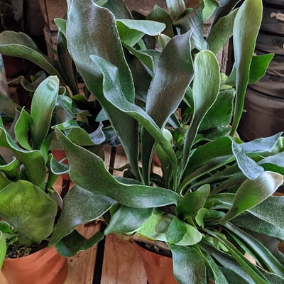 Staghorn Fern