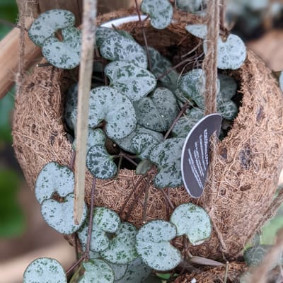 Ceropegia Woodii - String of Hearts