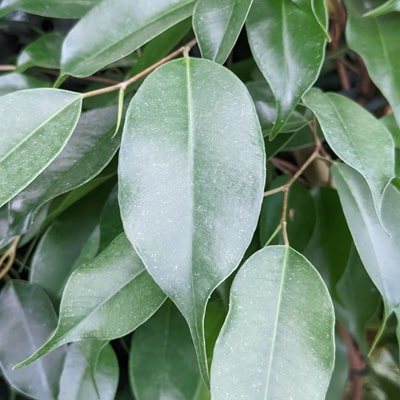 Ficus benjamina leaves
