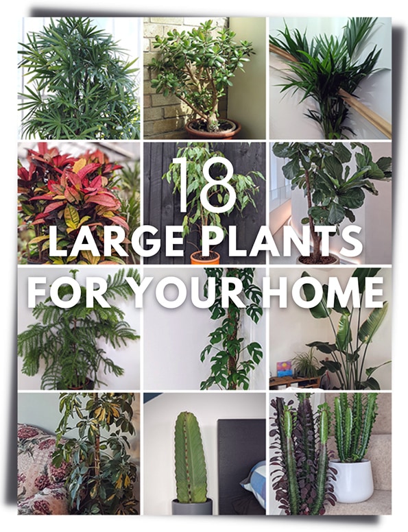 Collage of tall indoor plants