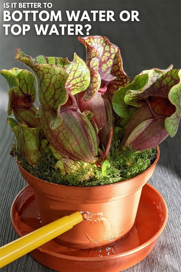 Bottom watering a Pitcher Plant sitting in a container of water