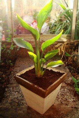 Young Strelitzia in a new pot