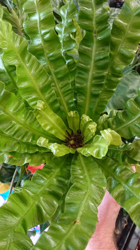 Bird Nest Fern Crispy Wave