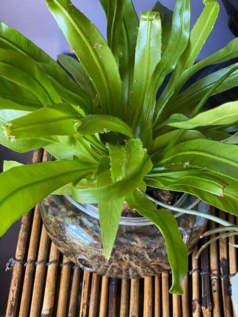 Birds Nest Fern with brown Fuzz on the fronds