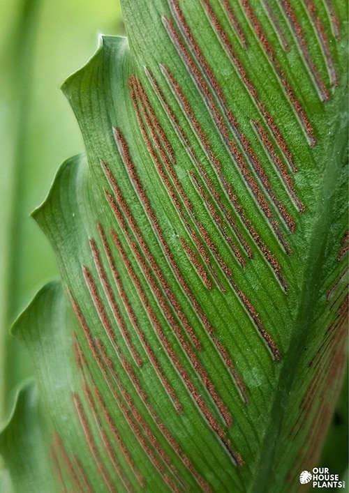 Bird's Nest Fern (Asplenium nidus) Guide | OurHouseplants