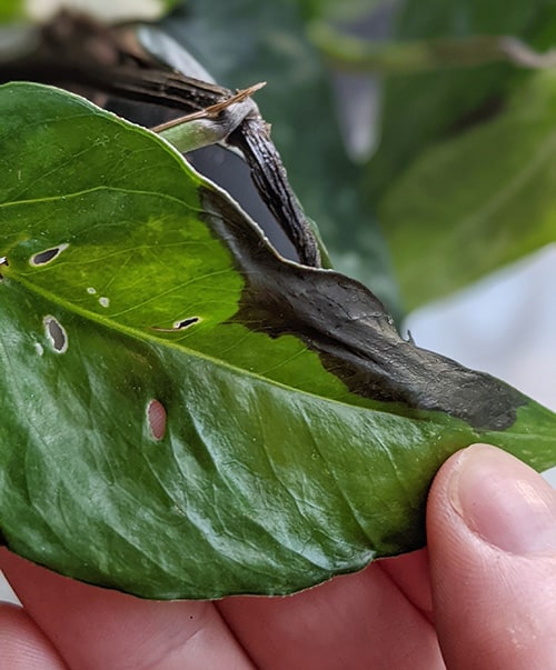 Dark brown black marks on a leaf and stem caused by overwatering