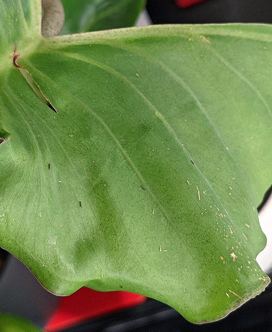 small black marks on an alocasia leaf with adult thrips clearly present