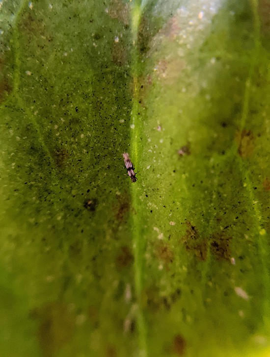 magnified photo of a plant leaf showing an adult thrip surrounded by patches of black mold
