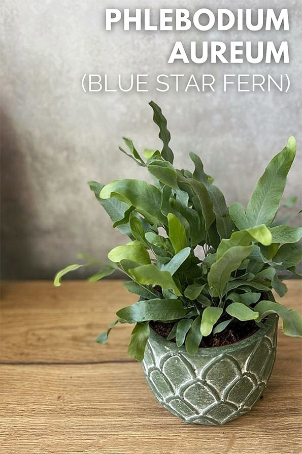 Small Phlebodium aureum Blue Star being grown as an indoor plant