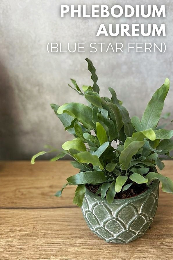 Phlebodium blue star sales cats