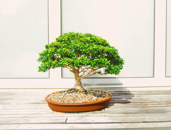 Outdoor Bonsai and Indoor Bonsai can make good houseplants