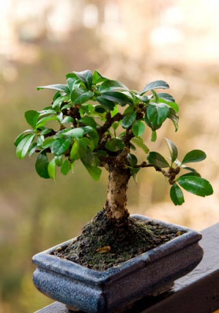  Bonsai  Tree Guide Our House Plants