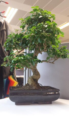 A large and mature Bonsai tree