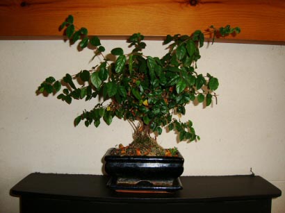 A Bonsai with no shape caused by lack of training and pruning