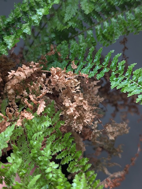 Close up photo showing a Boston Fern with several dry brown fronds Close up photo showing a Boston Fern with several dry brown fronds
