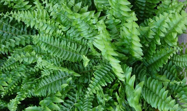 Keep your Fern well watered and warm which will let the fronds look their best