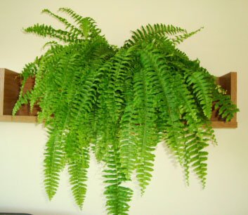 Boston Fern (Nephrolepis exaltata 'Bostoniensis') Guide | Our House Plants