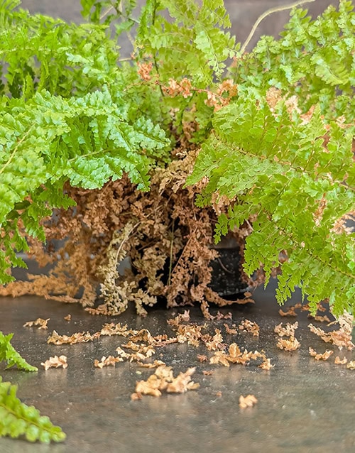 Brown dried out leaves surround the base of a Boston fern plant Brown dried out leaves surround the base of a Boston fern plant