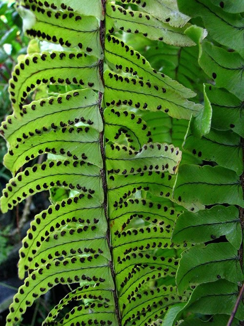 Boston Fern with many dark brown spores on its fronds Boston Fern with many dark brown spores on its fronds