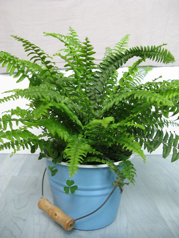 Boston Fern being grown as a houseplant in a light blue bucket