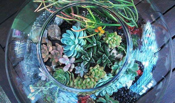 Houseplants being grown in a Terrarium