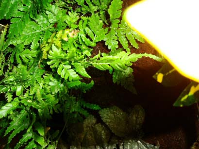 Go slowly and manipulate the contents of the bottle garden as you require