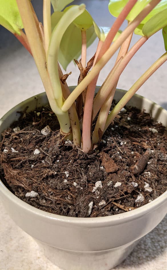 Philodendron malay gold that's been bottom watered to prevent fungus gnats