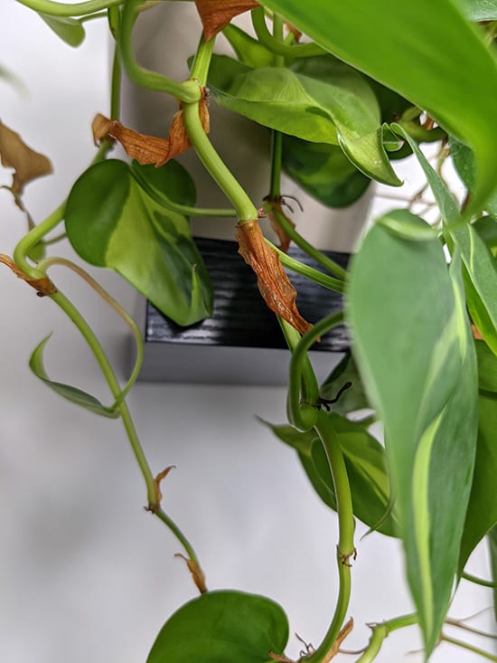 Brown leaf sheath on philodendron