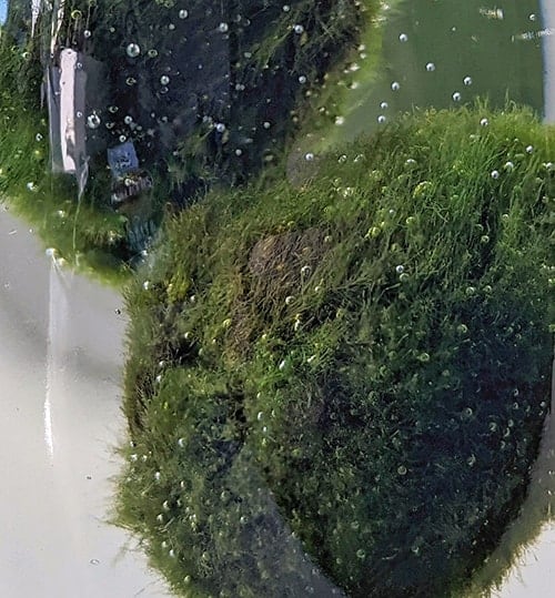 Brown bits on a marimo