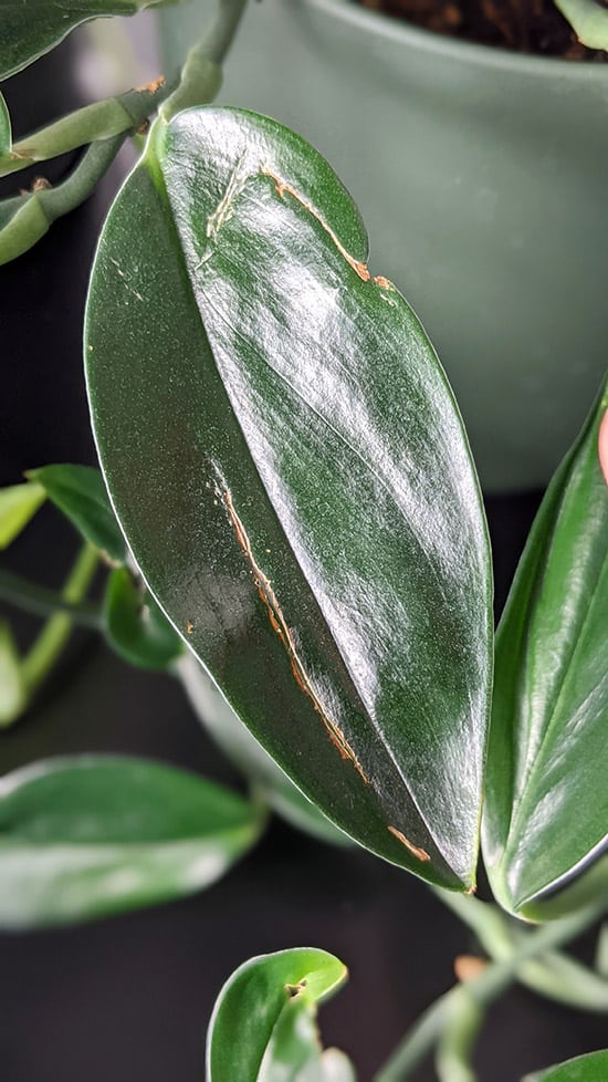 Brown damaged sections on a scindapsus houseplant