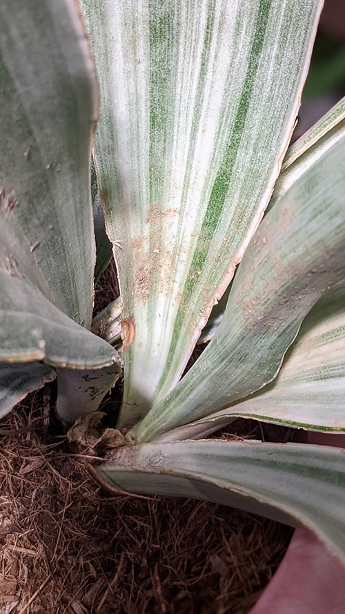 Brown marks on the leaf of a Sansevieria trifasciata Metallica