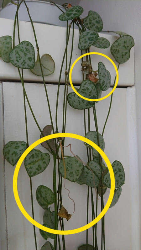 String of Hearts with brown leaves