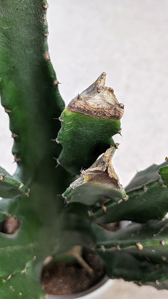 Brown tips on euphorbia houseplant