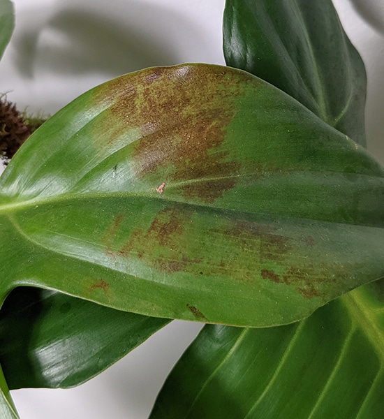 Brown damage marks on a squamiferum leaf