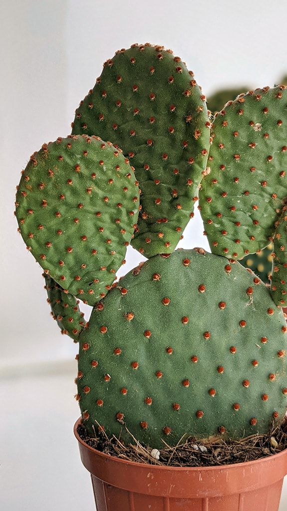 Bunny Ear Cactus (Opuntia microdasys) with wrinkled upper leaves