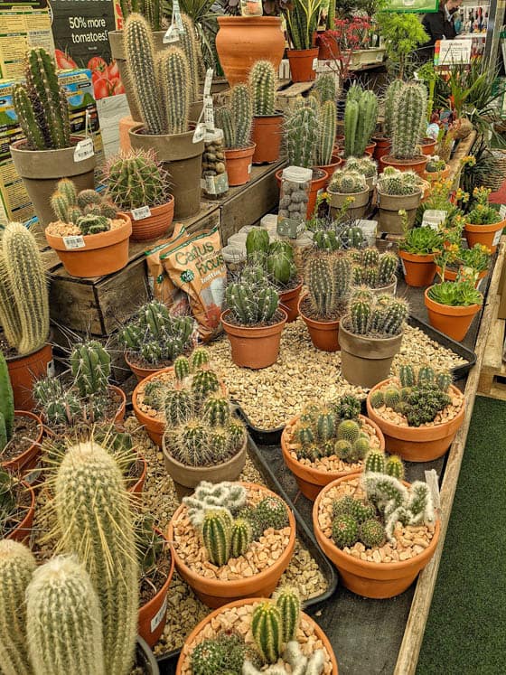 A large group of cacti being sold as houseplants
