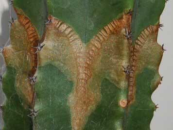 Brown mark problems on a mature cactus