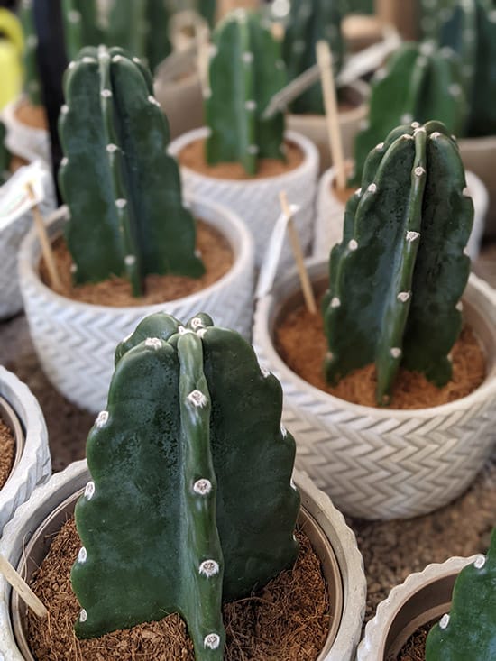 Several Cereus Jamacaru plants in light grey pots