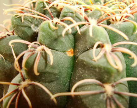 Scale Insects on a cactus houseplant