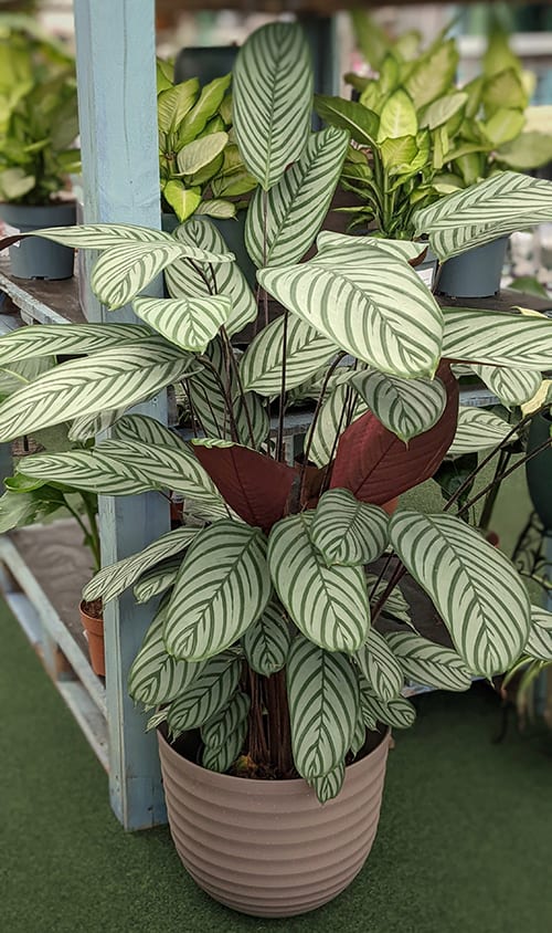 Mature Ctenanthe for sale in a store