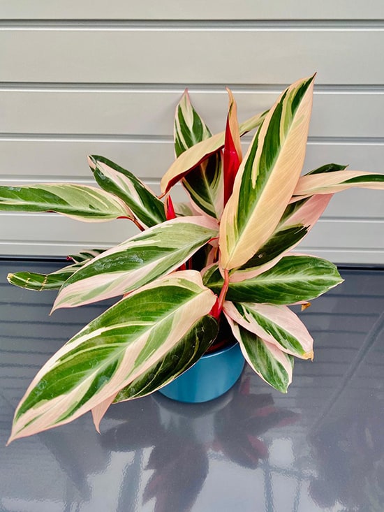 Calathea Paon de Rio