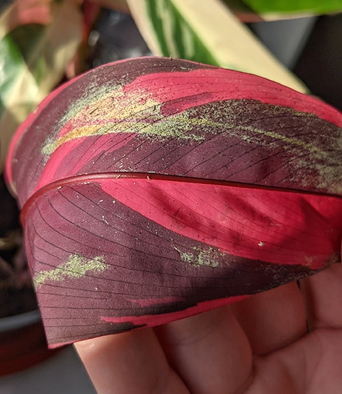 Tom Knight showing a leaf with Thrip damage on a calathea leaf