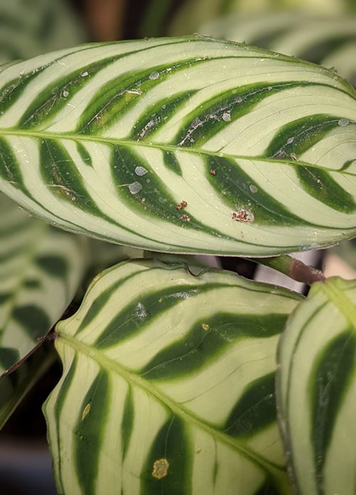 Water marks on a calathea leaf
