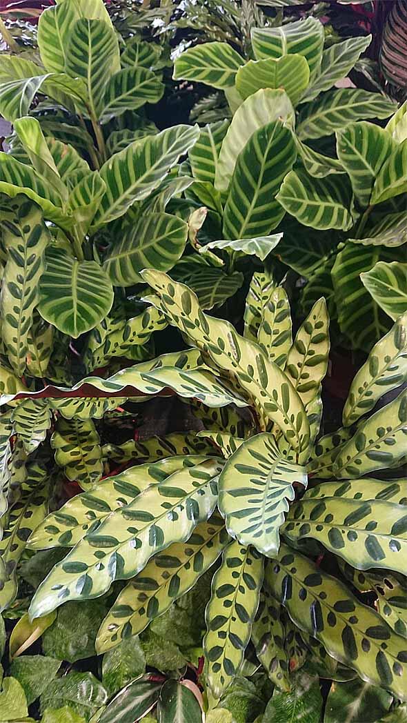 A large number of different Calathea houseplants growing together