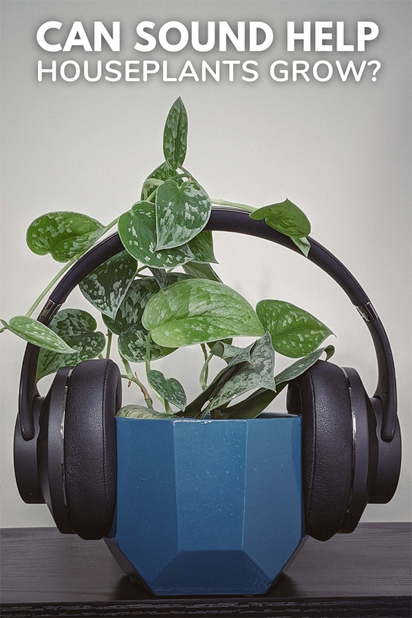 Scindapsus pictus in a teal planter with a set of black headphones attached