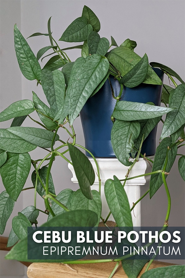 Cebu Blue Pothos houseplant trailing on a light brown wooden banister