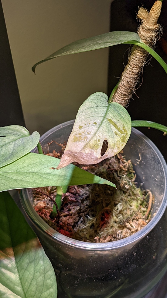 Yellow leaf on a Epipremnum pinnatum Cebu Blue